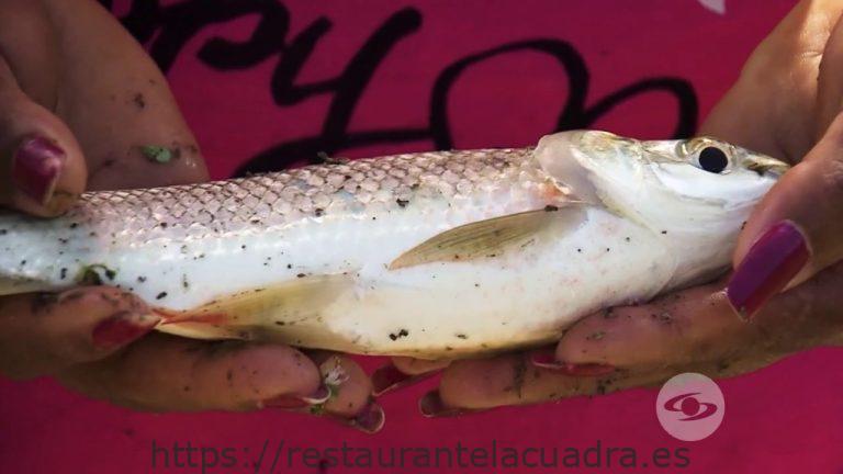Descubre qué tipo de pescado es la dorada: características, beneficios y recetas