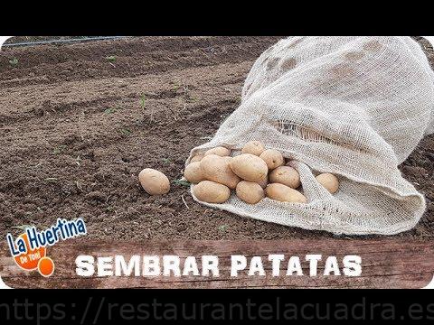 Cuándo y cómo sembrar patatas: consejos y técnicas para un cultivo exitoso