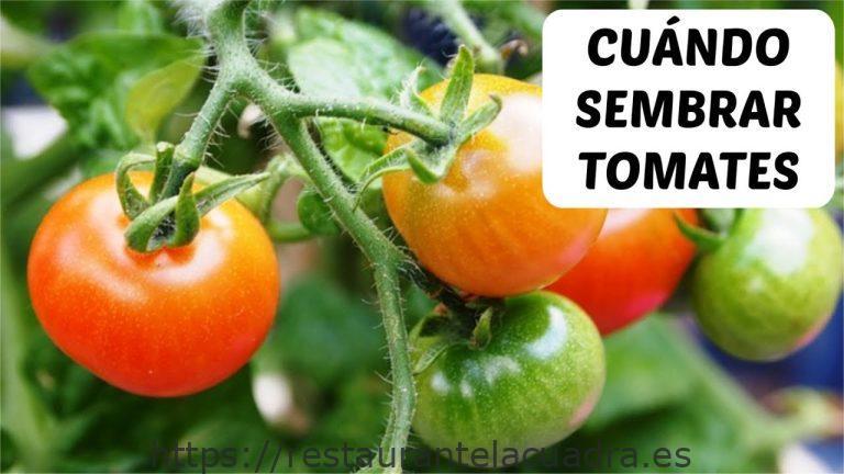 CuÃ¡ndo y cÃ³mo sembrar tomates para obtener una cosecha exitosa